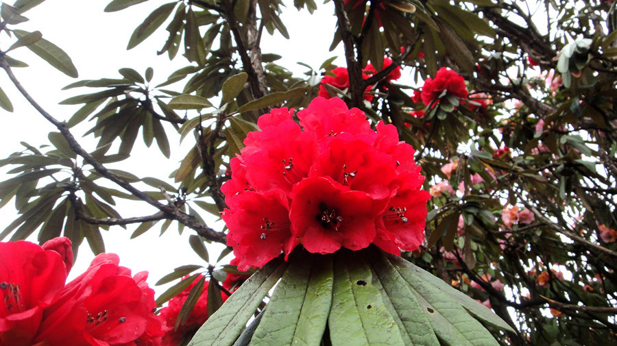 The King of Rhododendron in Tengchong County, Baoshan