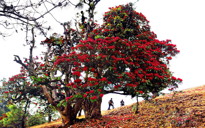 The King of Rhododendron in Tengchong County, Baoshan