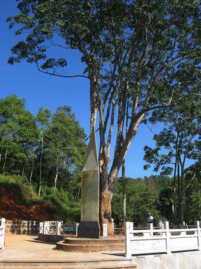 The Mother of Rubber Tree in Yingjiang County, Dehong