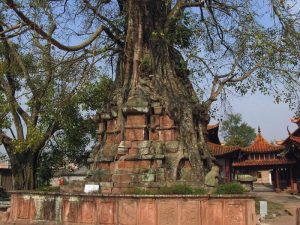 Tree-wrapped Pagoda and Tower-wraped Tree in Jinggu County, Puer