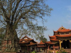 Tree-wrapped Pagoda and Tower-wraped Tree in Jinggu County, Puer