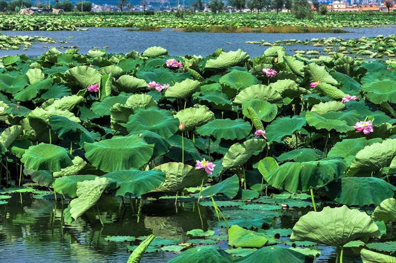 Baishuitang Pond in Luliang County, Qujing