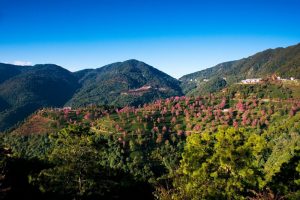 Cherry Blossoms Valley of Wuliangshan Mountain in Nanjian County, Dali