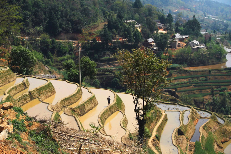 Dapu Rice Terraces in Honghe County