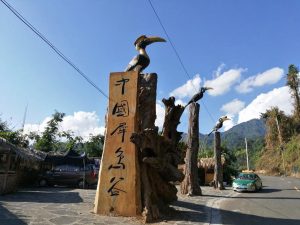 Hornbill Birding Tour in Yingjiang Hornbill Valley of Yunnan