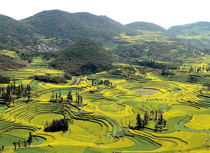 Luositian Field in Luoping County, Qujing