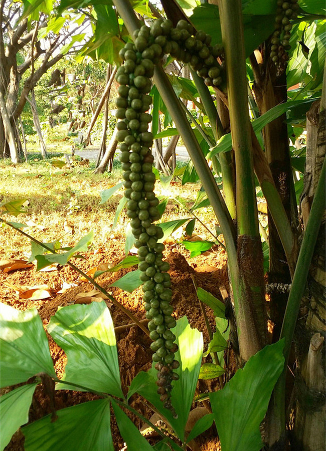 Lvshuihe Tropical Rainforest in Gejiu City, Honghe