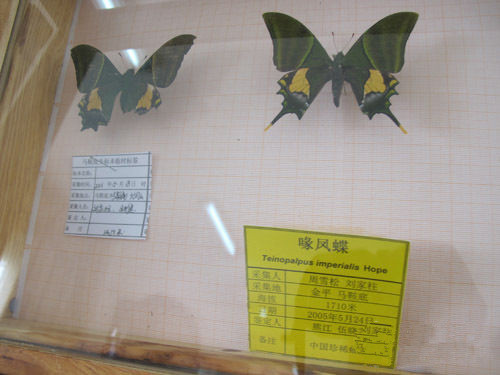 Maandi Butterfly Exhibition Hall in Jinping County, Honghe