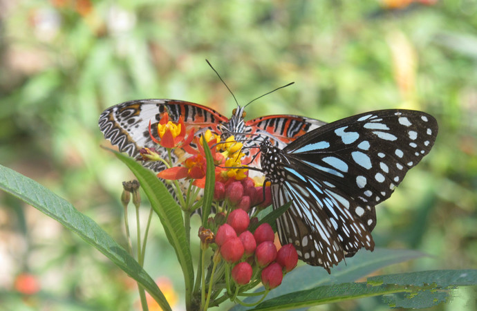 Mengyang Wild Butterfly Breeding Base in Jinghong City, XishuangBanna