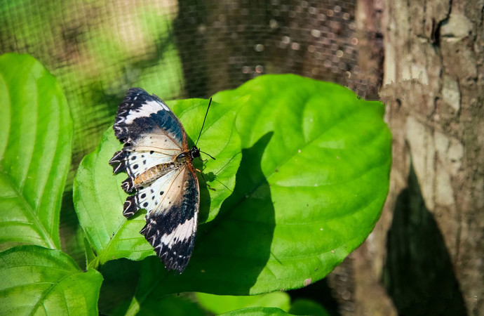 Mengyang Wild Butterfly Breeding Base in Jinghong City, XishuangBanna