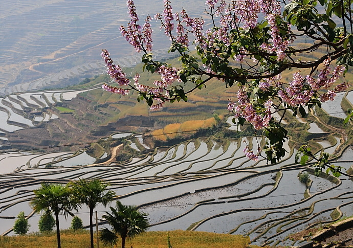 Nimei Rice Terraces in Honghe County, Honghe