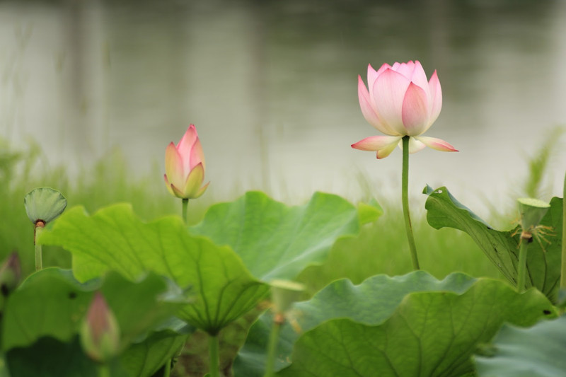 Sanchahe Ten-Li Lotus in Luliang County, Qujing