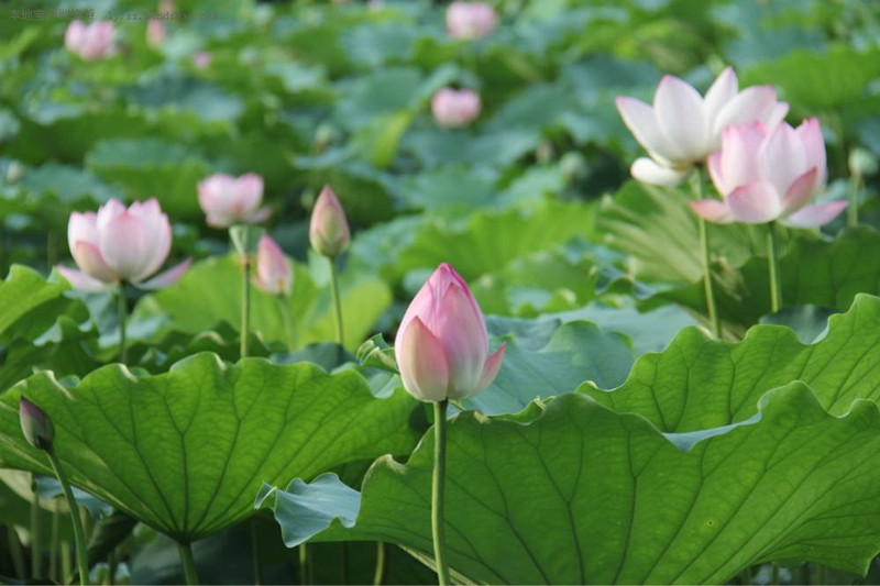 Sanchahe Ten-Li Lotus in Luliang County, Qujing