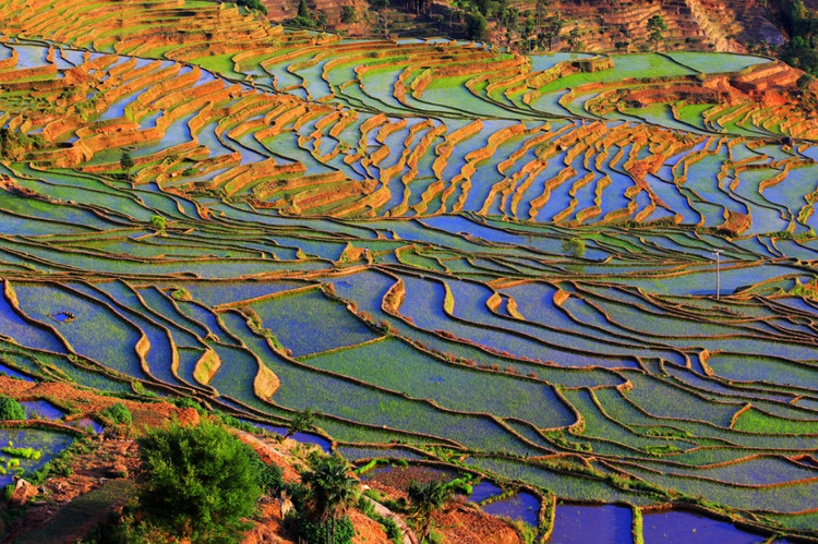 Tasa Rice Terraces in Honghe County, Honghe