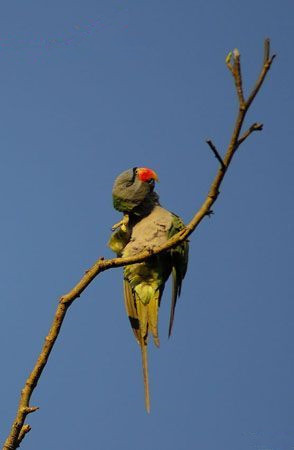 Yunnan Birding Tour of Lord Derby’s Parakeet and Mangba Bulang Ethnic Village Exploration in Puer City