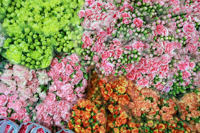 Yunnan Flowers