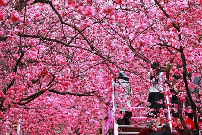 Cherry Blossom in Yunatong Park of Kunming
