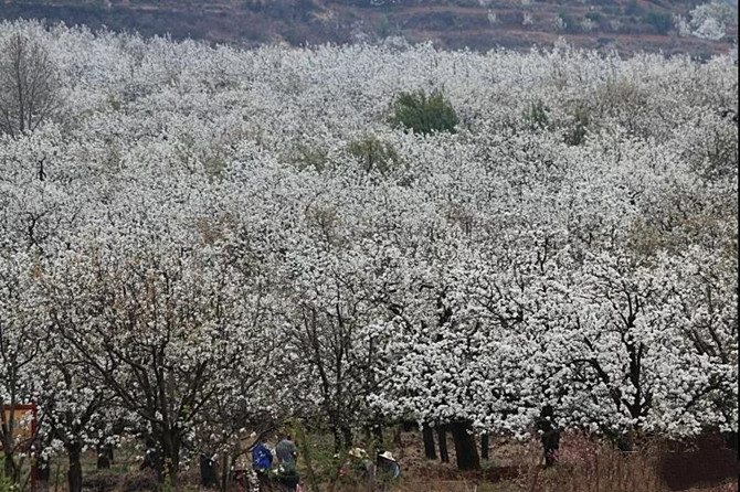Pear flower in Chengong District of Kunming