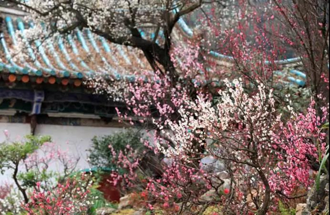 Plum blossom in Heilongtan park of Kunming