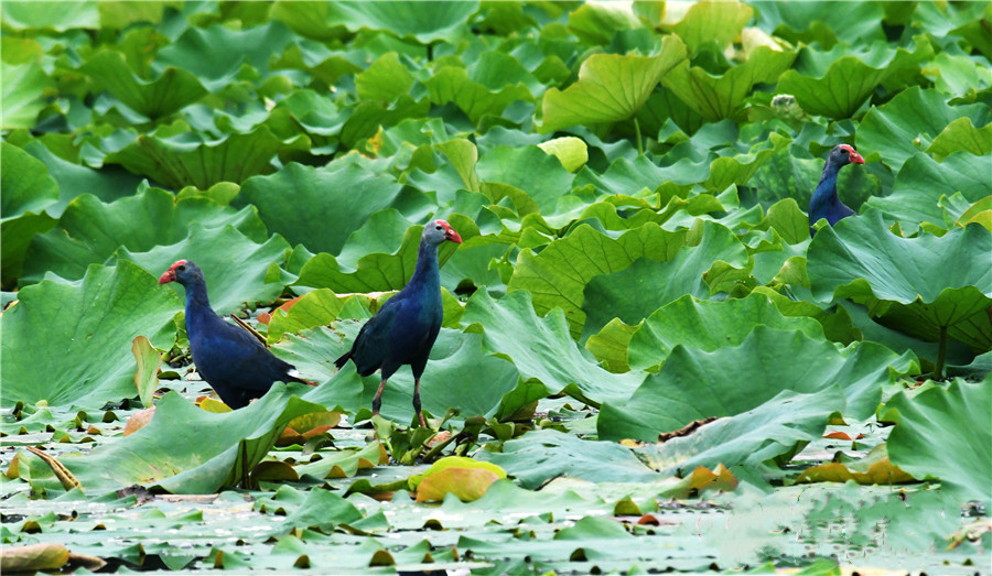 Purple swamphen in the Yilong Lake wetland park