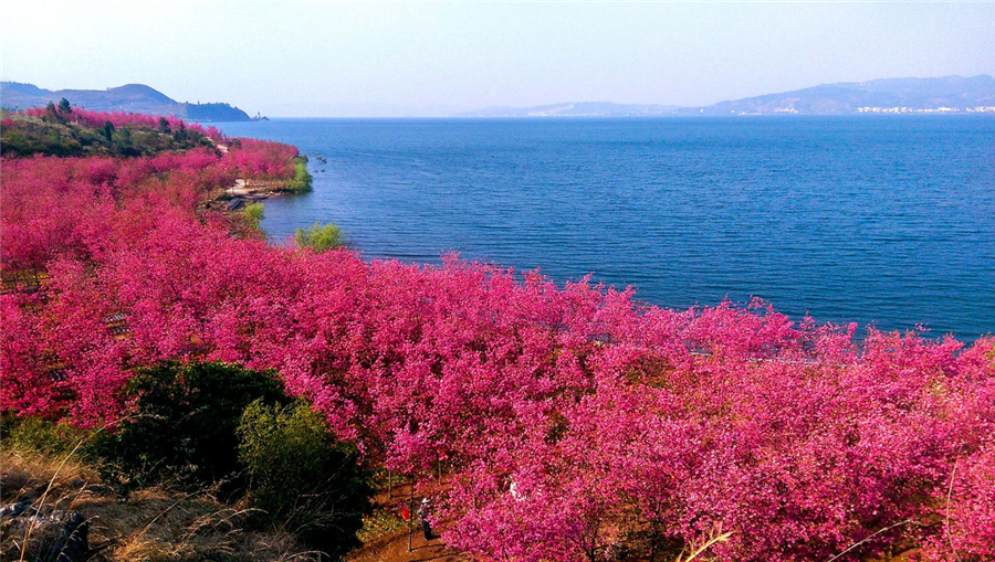 Cherry blossoms at Fuxian Lake Park, Chengjiang county, Yunnan province