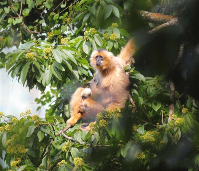 Rare phayre's leaf monkey in southwest Yunnan’s Jingdong County
