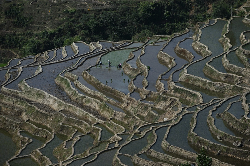 Samaba Rice Terraces in Honghe County, Honghe