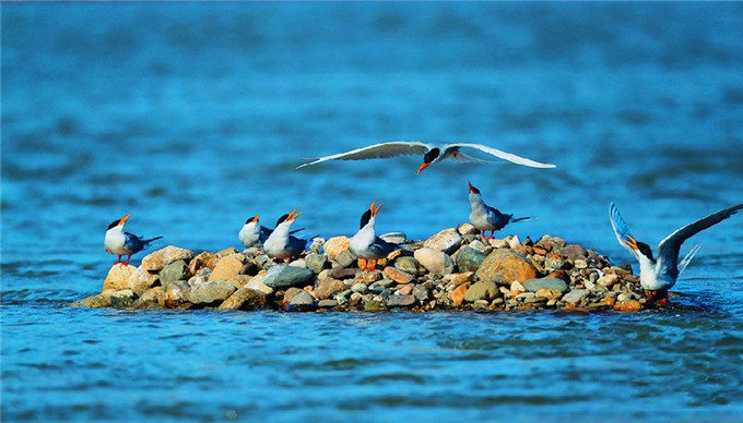 Yellow-billed river terns In Yingjiang