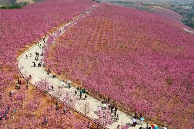 cherry blossom valley in Yiliang County of Kunming