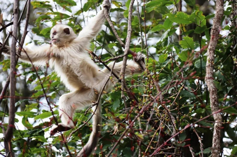 monkeys in Weixi national park