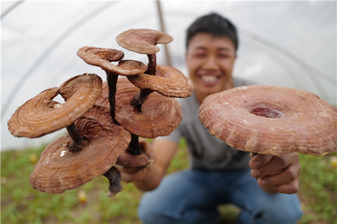 Linzhi mushroom in Jingdong County of Pu'er