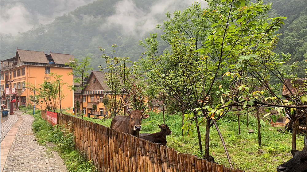 Newly-built houses in Kongdang Village, Dulongjiang Township, southwest China's Yunnan Province