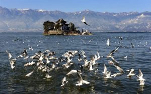 Sea gulls are seen flying over Erhai Lake in Dali in Southwest China's Yunnan province