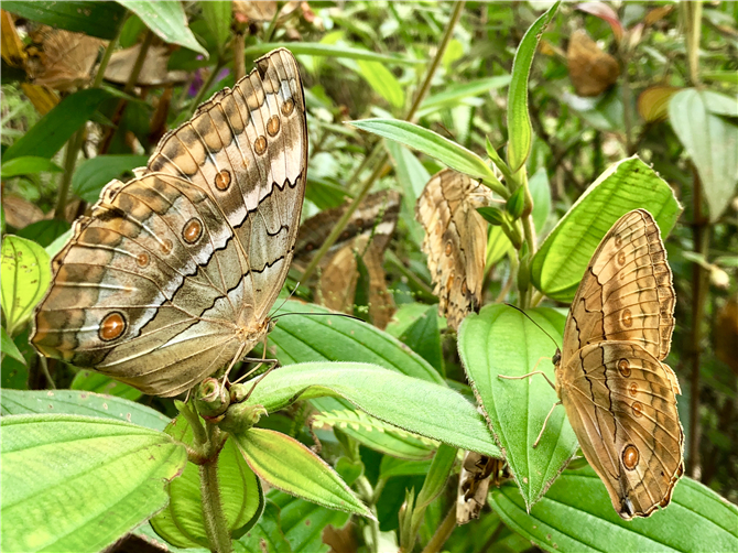 Stichophthalma howqua in Honghe Butterfly Valley of Jinping, Honghe