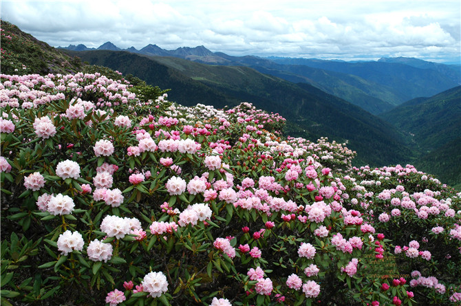 The Rhododendron woods in the Baima Snow Mountain, Shangri-la