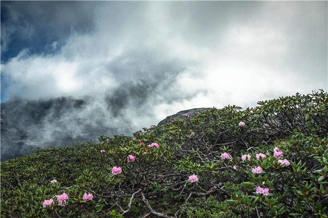 azaleas at the Balagezong scenic area in Shangri-La