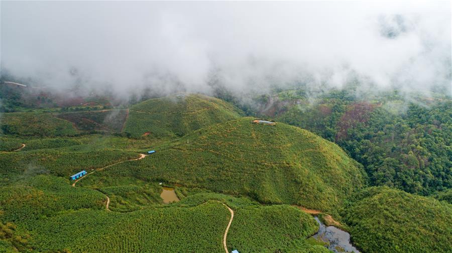 A bird’s-eye view photo of tea gardens covered by clouds