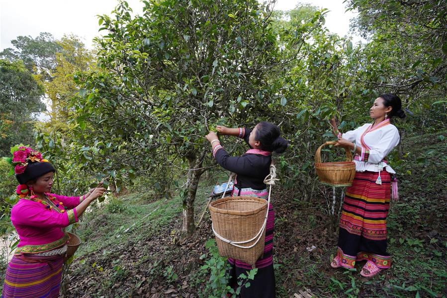 Tea picking is a typical job for Bulang females.