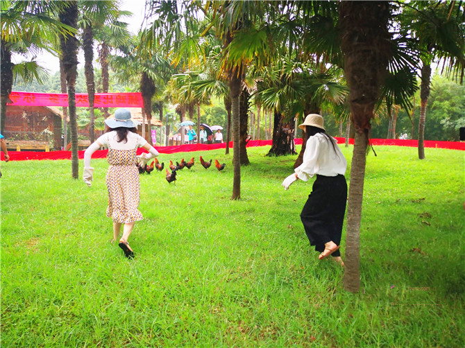 Tourists try to catch roosters in the Yunnan Nationalities Village on July 7