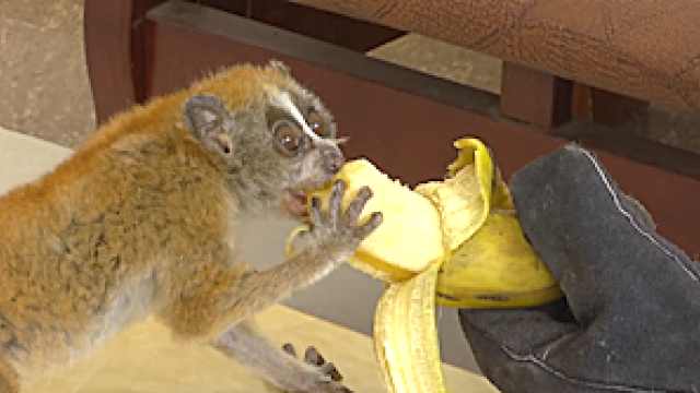 pygmy slow loris is eating banana.