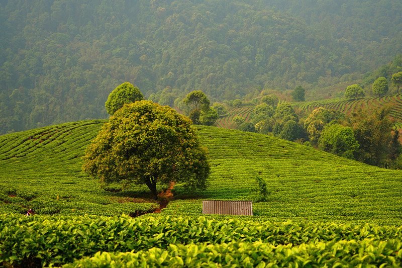 Tea Garden in Yunnan