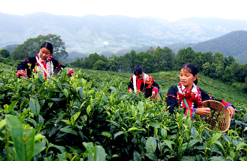 Tea Garden in Yunnan