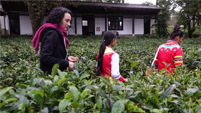 Tea culture tour in Dali-04