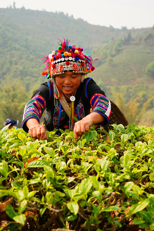 Tea picking in Yunnan