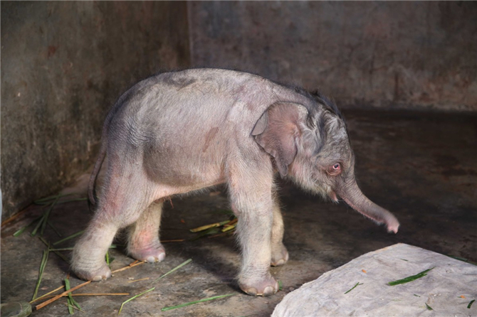 The newborn baby elephant is pictured at the Asian Elephant Breeding and Rescue Center in Xishuangbanna, Yunnan province