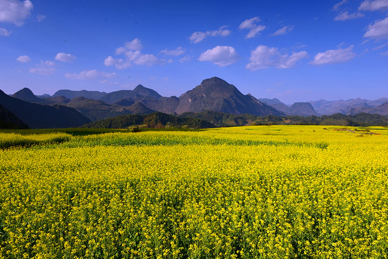 Canola flowers in Luoping County, Qujing, Yunnan