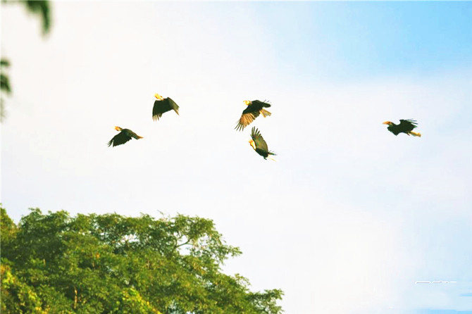 Hornbills were spotted in southwest China's Yunnan Province- the first time such a large flock has been seen