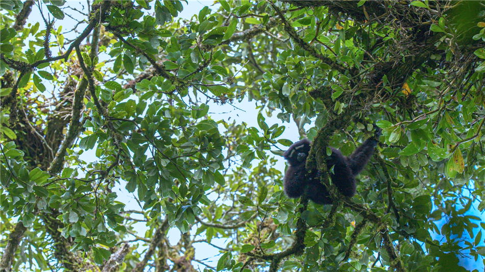 Hoolock gibbons in the Gaoligong Mountains, southwest China's Yunnan Province