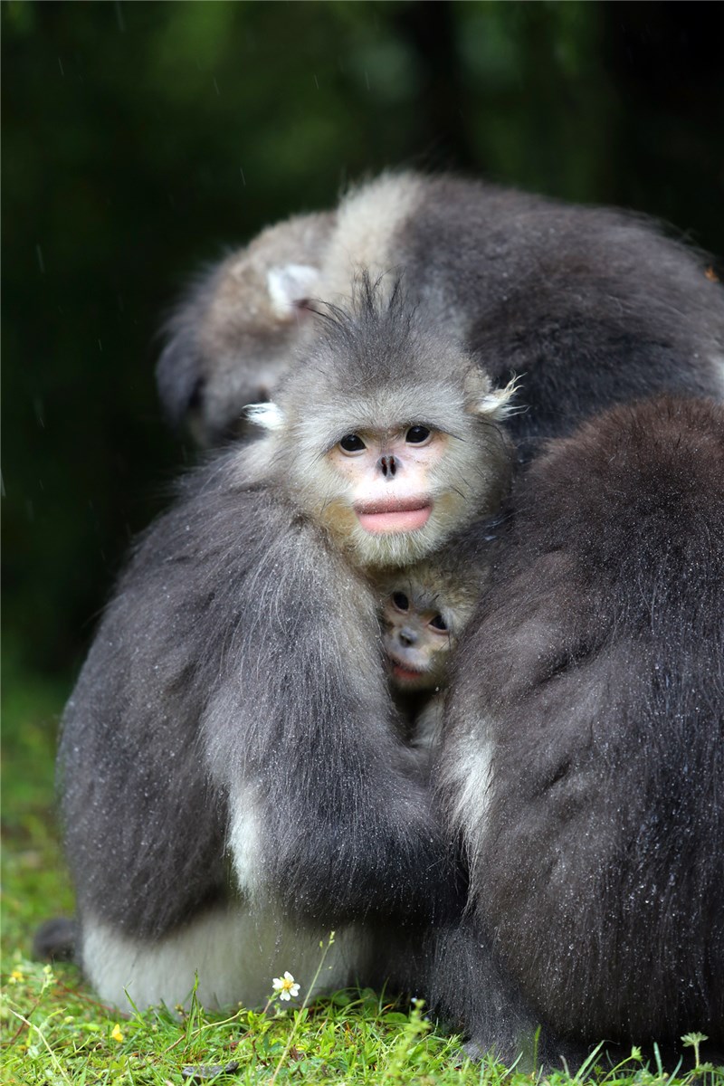 Snub-Nosed Monkey in the Diqing of Yunnan province