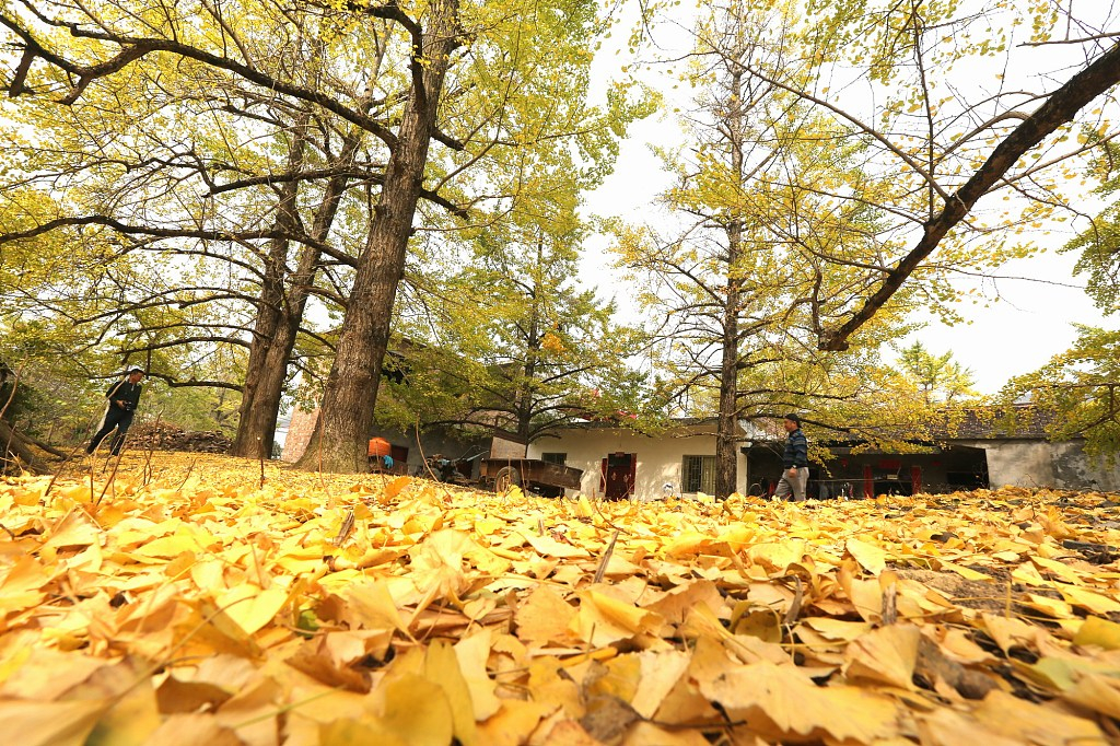 The ginkgo trees in Haiyangxiang, south China's Guilin City